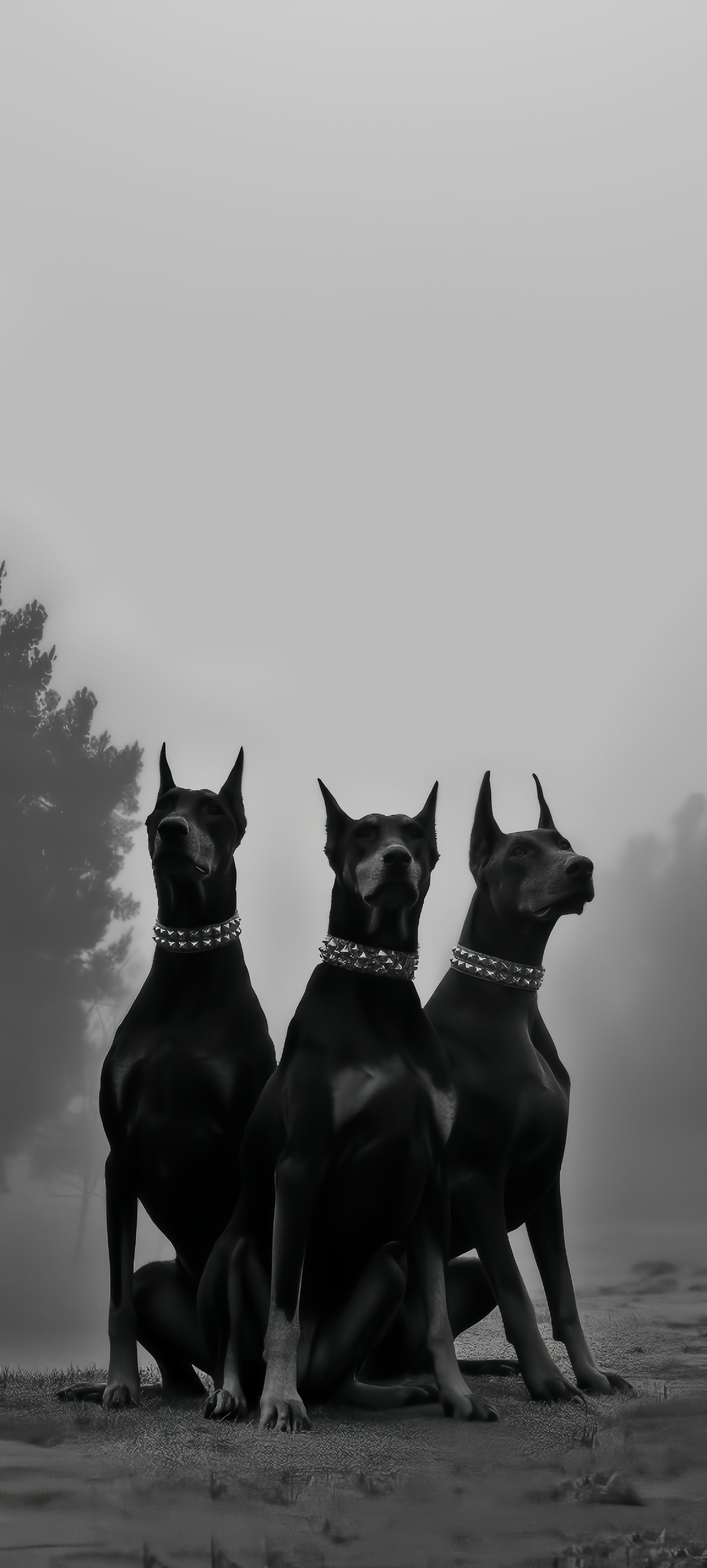 Majestic Doberman Dogs Wallpaper