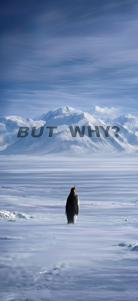 But Why Lone Penguin 4K Wallpaper