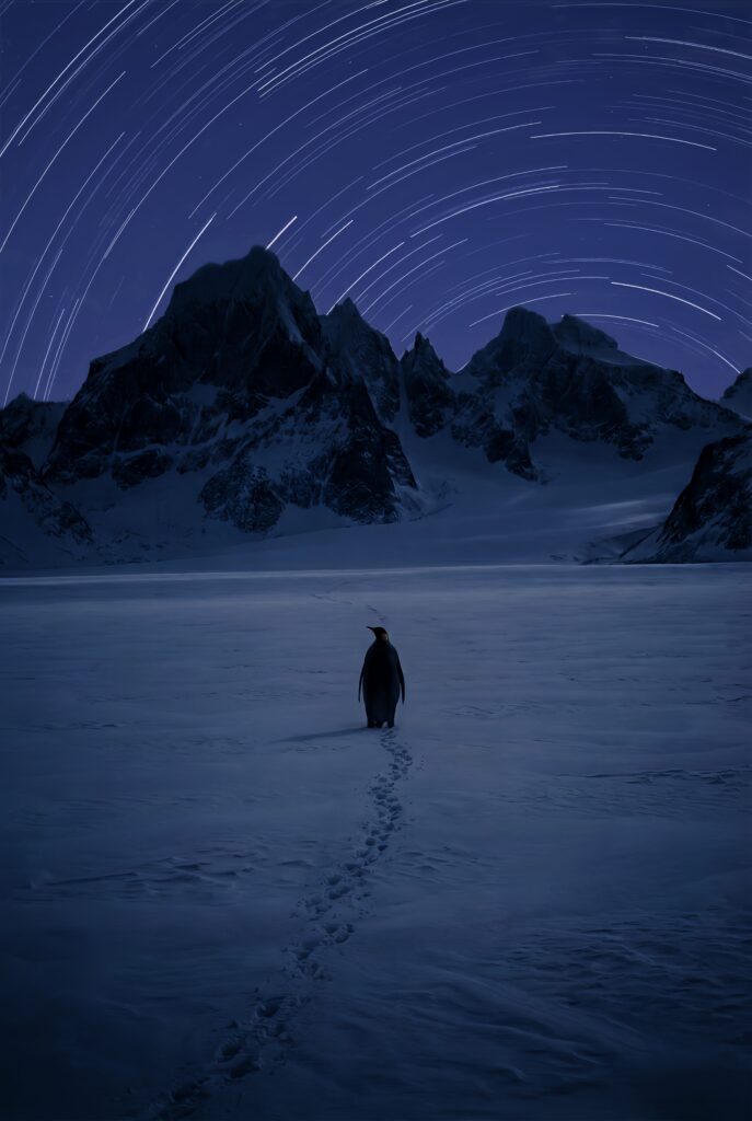 Star Trails Insanity Penguin Wallpaper